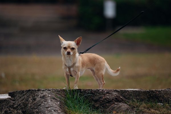 Welche Veränderungen treten im Körper während der Schwangerschaft auf?